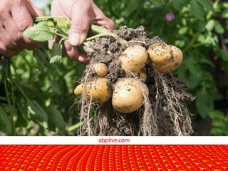 आगरा का एग्रीटेक (AgriTech) इकोसिस्टम: आलू बेल्ट में ड्रोन, आईओटी सेंसर और सटीक खेती (Precision Farming) की शुरुआत